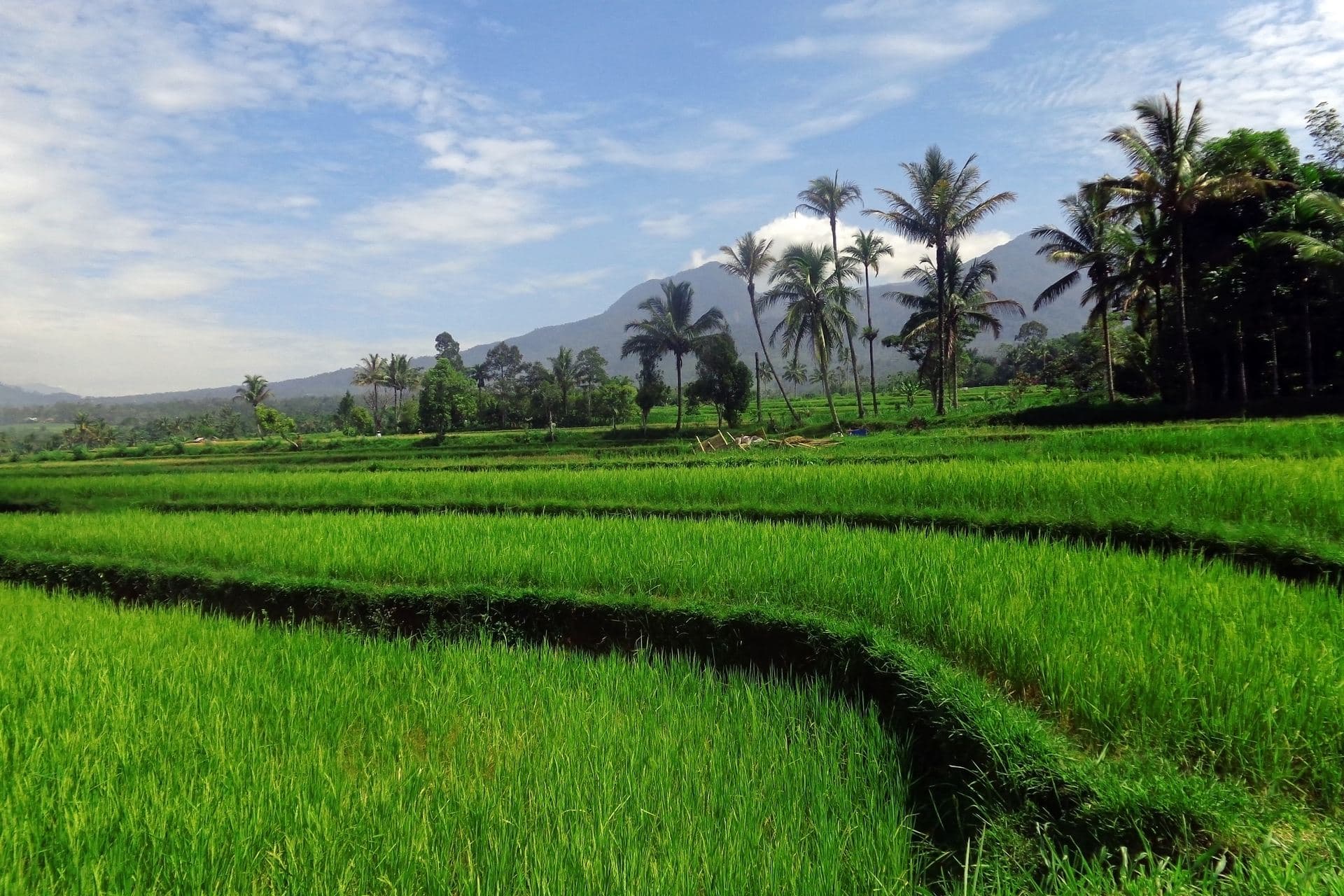 Pemandangan sawah Desa Sarirejo